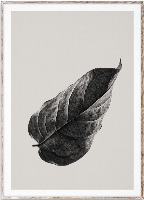 Sabi Leaf 01