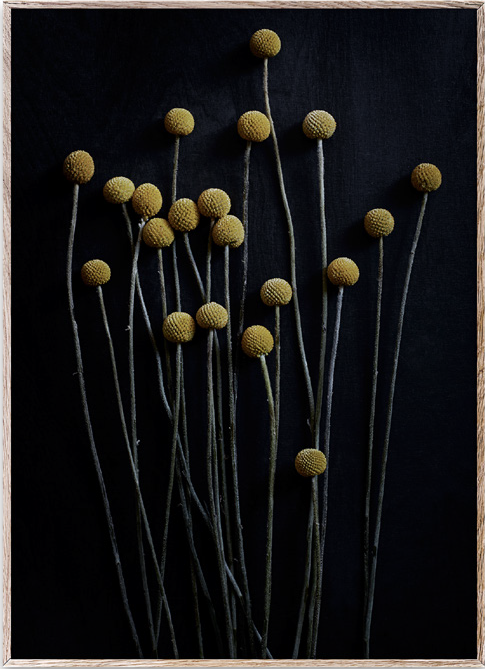 Still Life 01 - Yellow Drumsticks