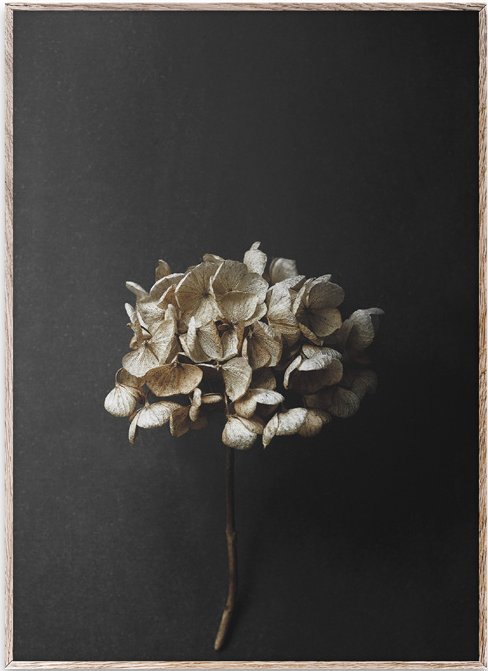 Still Life 04 - Hydrangea